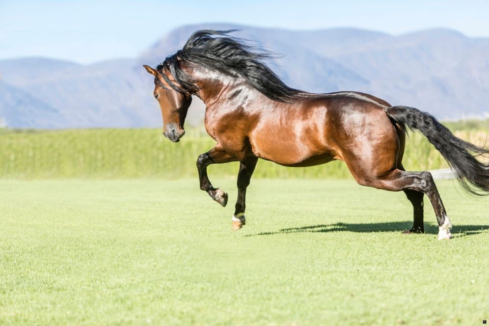 Goedkope Paarden Kopen: Tips & Waar Te Zoeken