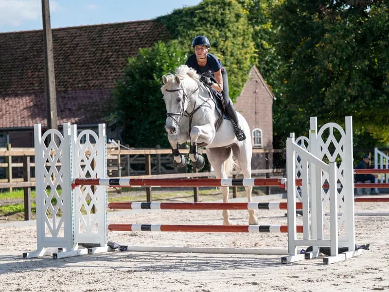 Maserati Quality (CARTHAGO x CORIANO)