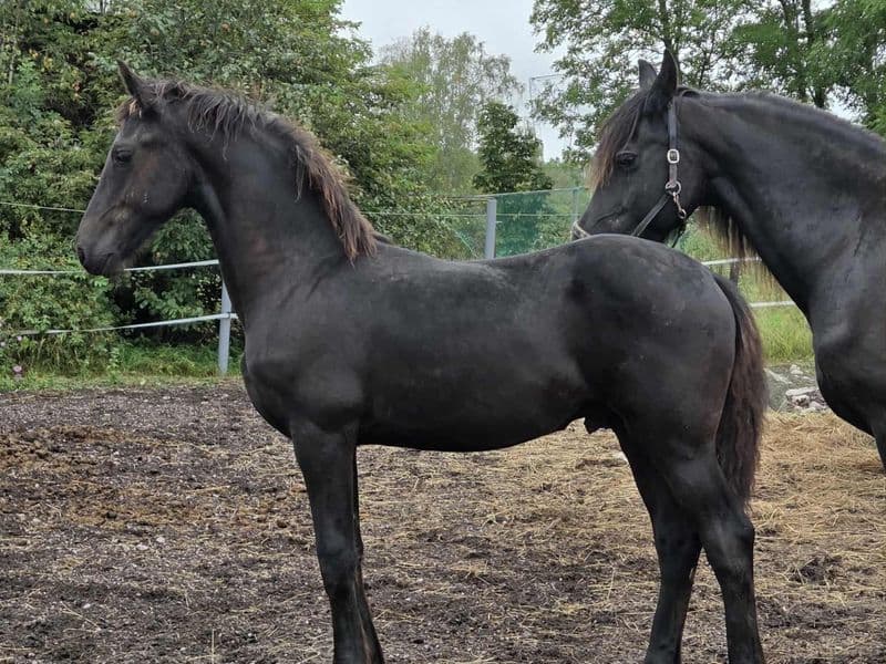 Daryan fan Noordster