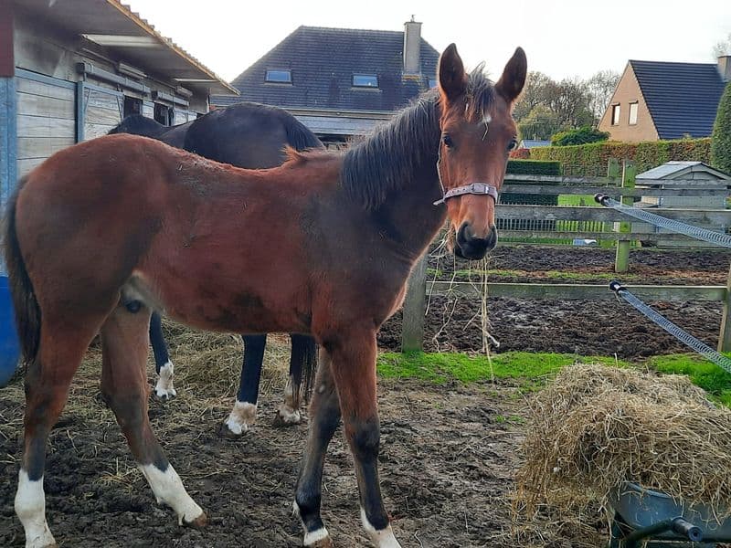 Espresso Martini Extra Z