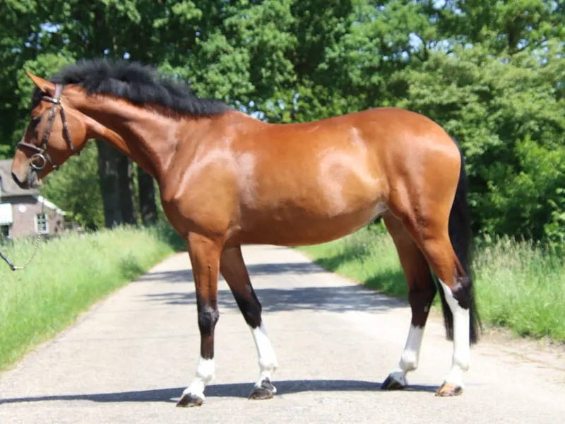 Nevada Z(+Cascais Junior DG) ☆☆ (NIXON VAN'T MEULENHOF x CORMINT)