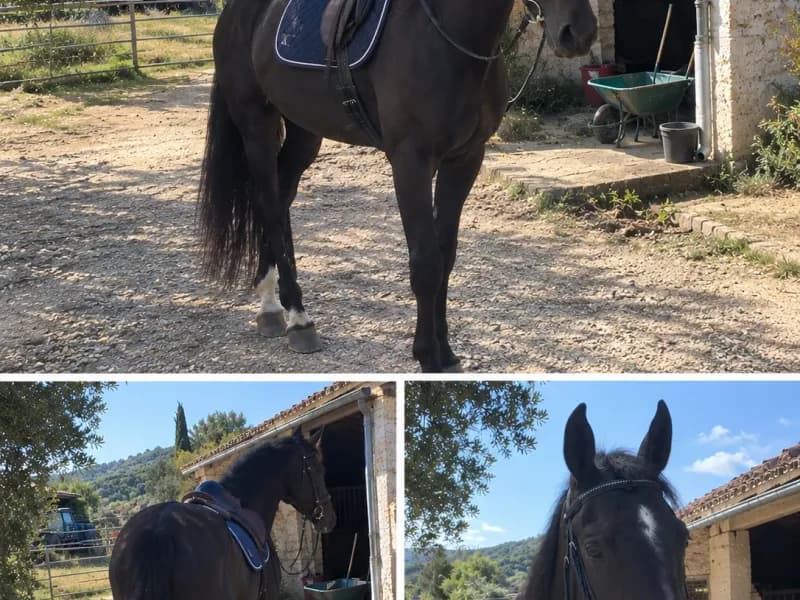 Perla