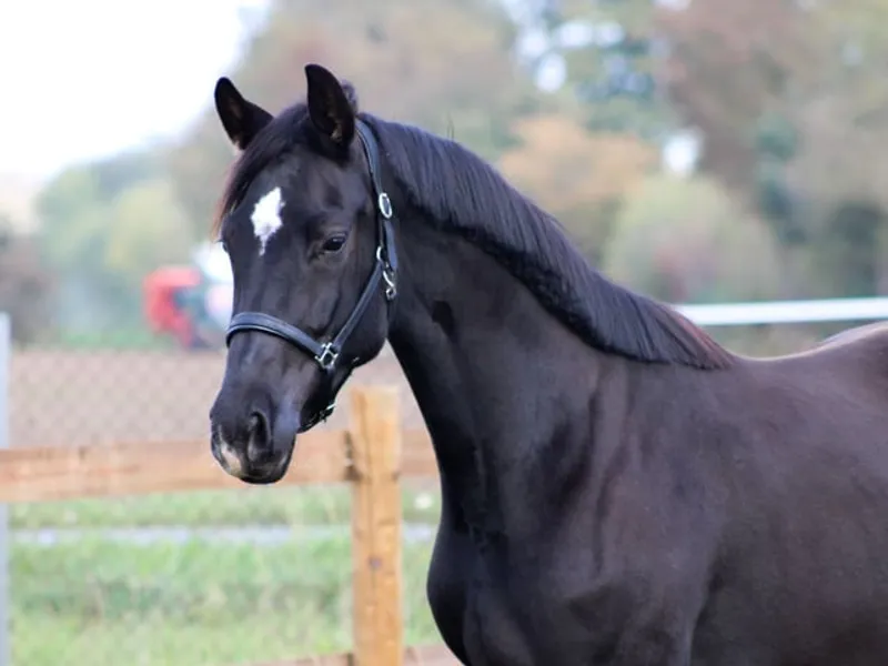 Beautiful mare for sport and leisure