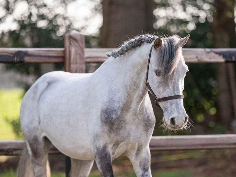 Tresor (UNKNOWN x UNKNOWN)