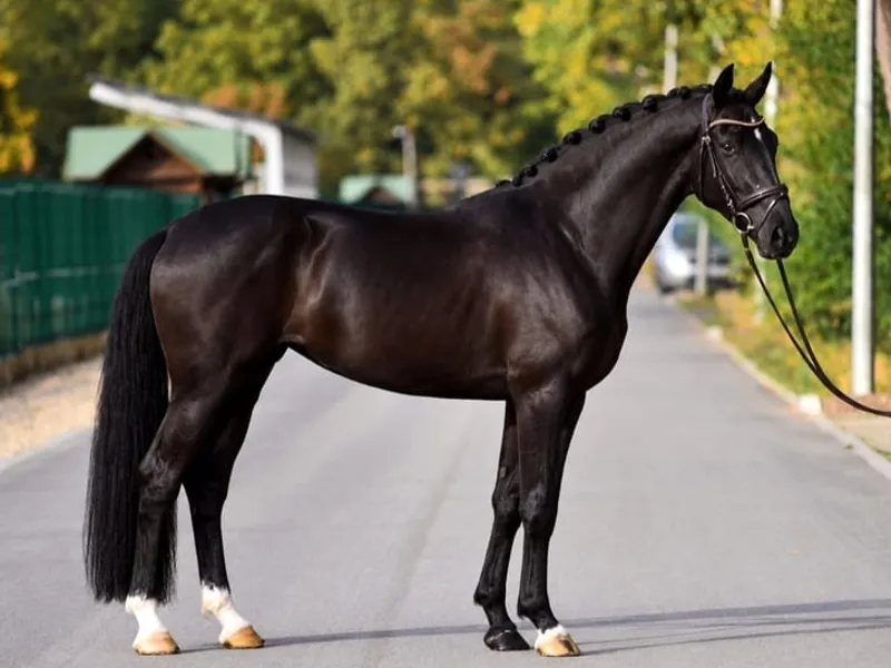 Sallisto M.H. 4-jährige schwarze Stute | 171 cm | Dressur