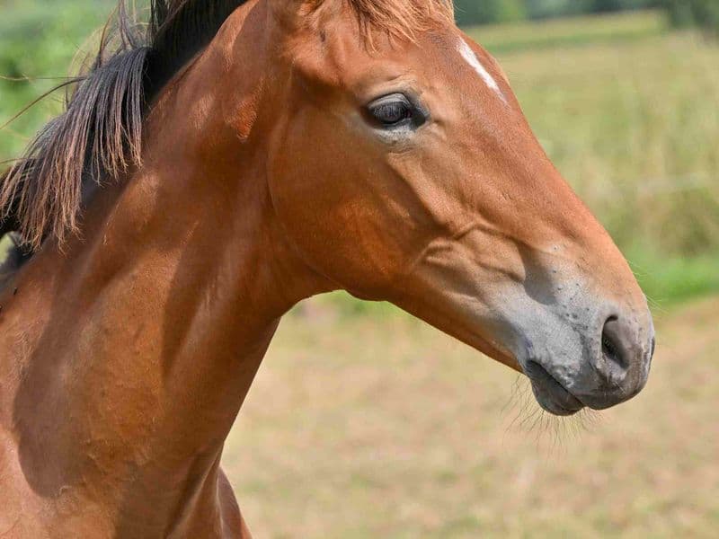 COLLIN VAN TERVLIERE