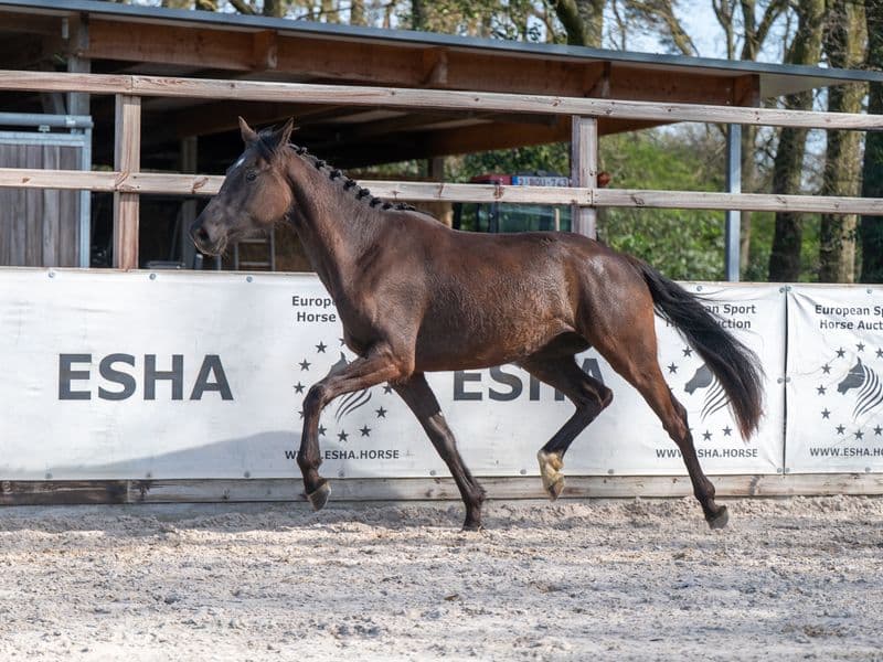 Aya Zelma vh Eusselhof (RACOON x GUARDIAN S)