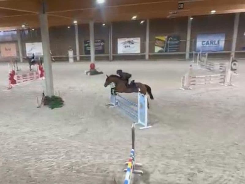 Minnesota ☆ (DINKEN x CARETINO)