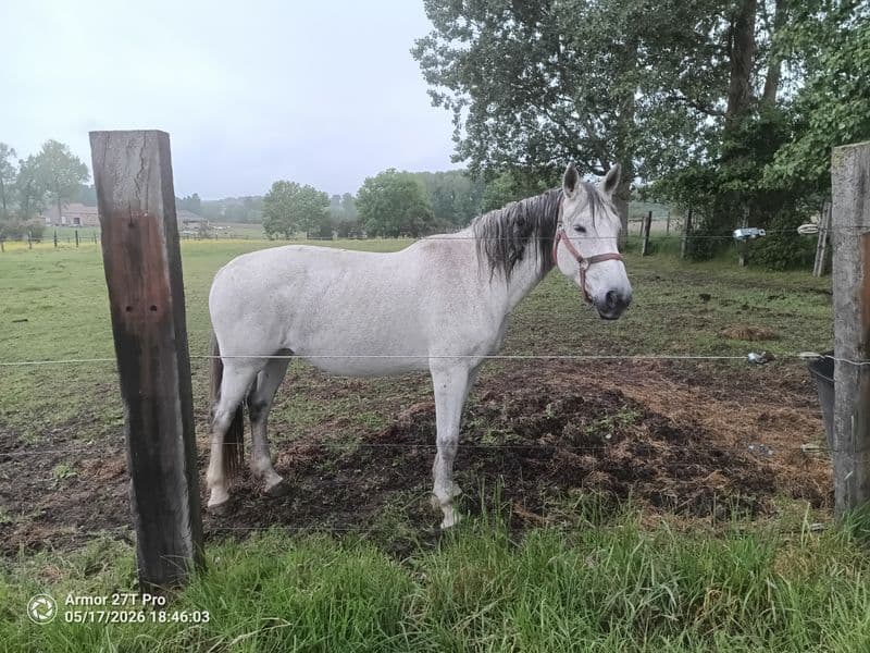 Lagoena van Essell ☆☆ (TRIOMPHE DE RIVERLAND x CODEX)