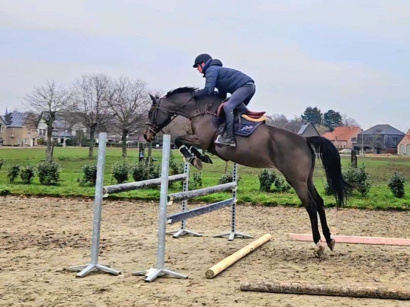 Hivolet Van Beek ☆ (COCONUT GROVE XX x INDOCTRO)