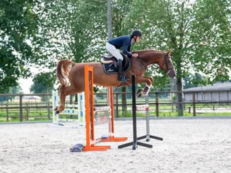 Cover Star 1919 Z COPYCAT Z x RUBENS DU RI D'ASSE