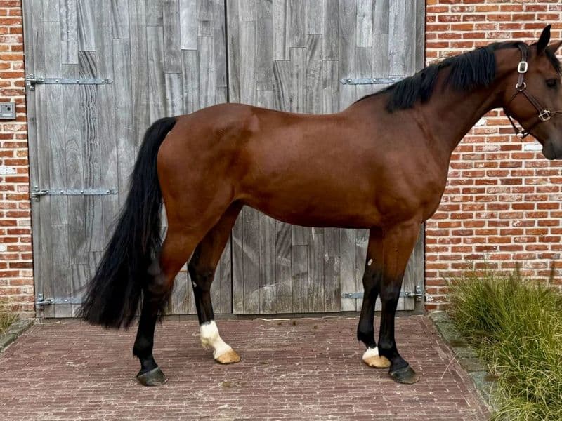 Emir NH Z ☆ (ELDORADO VAN DE ZESHOEK x QUASIMODO VAN DE MOLENDREEF)