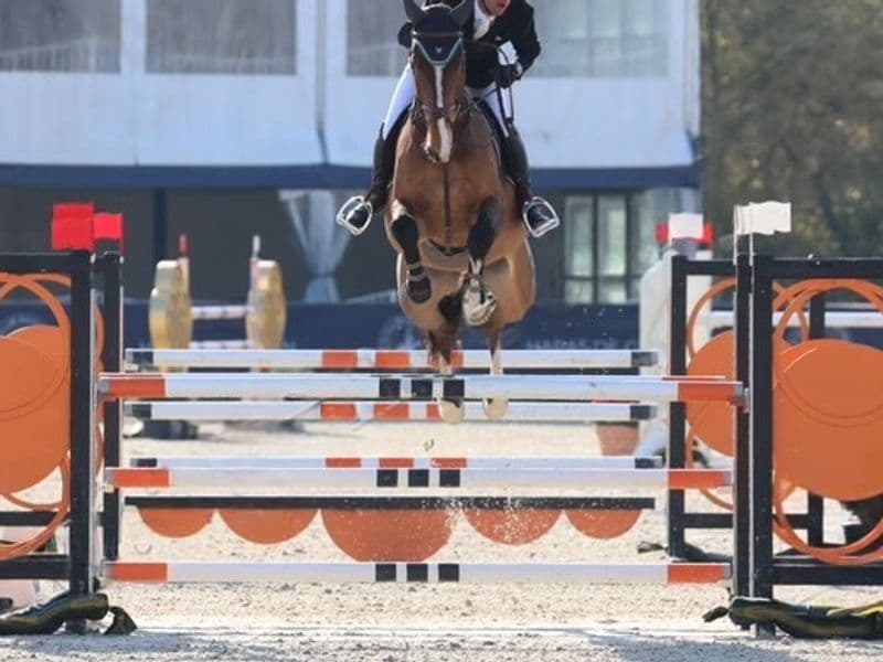 Odilio S (NESTOR DE MARIPOSA x VDL CORLAND)