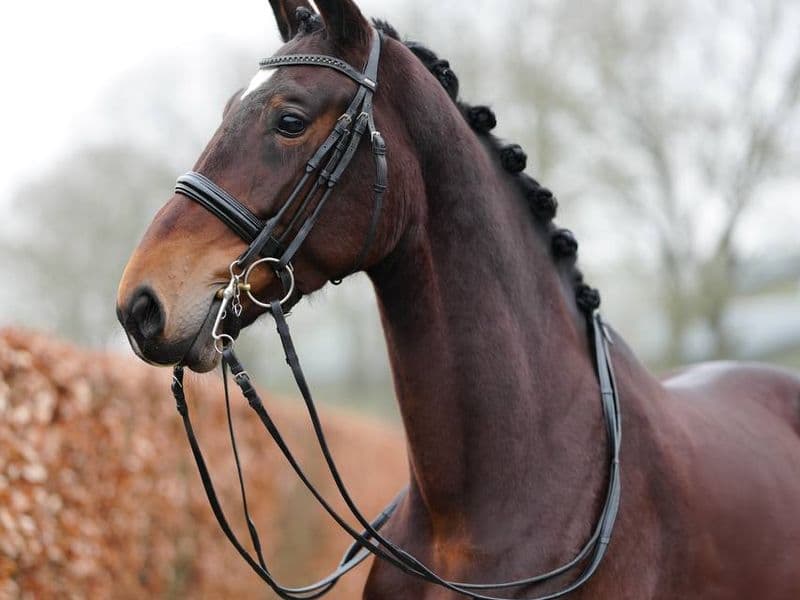 Poéme Bohemian RVS Vienna D