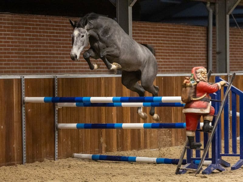 Chablis (CICERO Z x HEARTBREAKER)