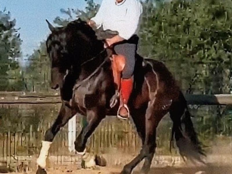Championê