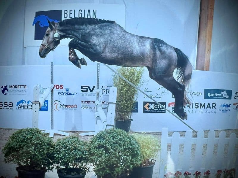 Unforgettable AG Z UNTOUCHABLE x DON JUAN DE CUVES