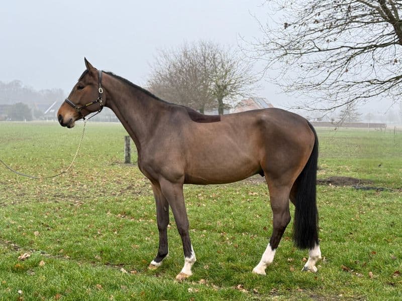 Paramount Maverick S β (LORETTO VDL x PADINUS)