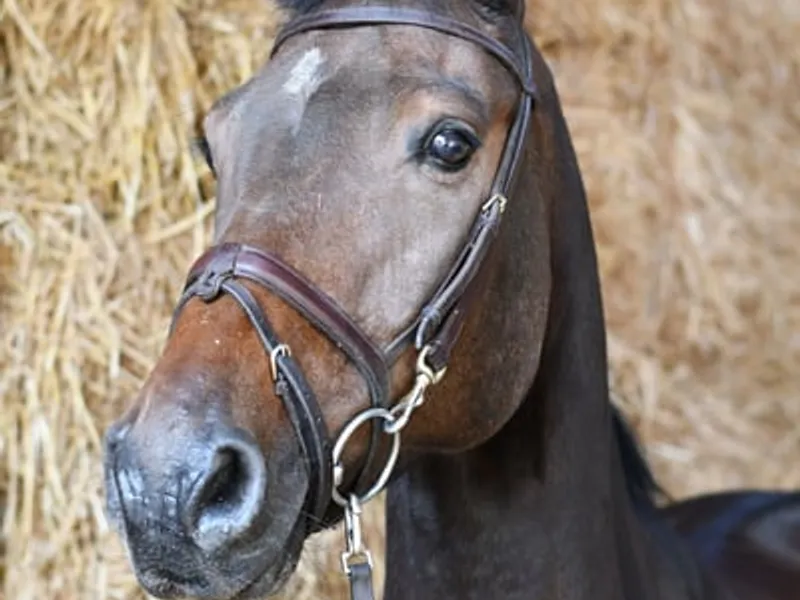 Stunning show jumper looking for a new home