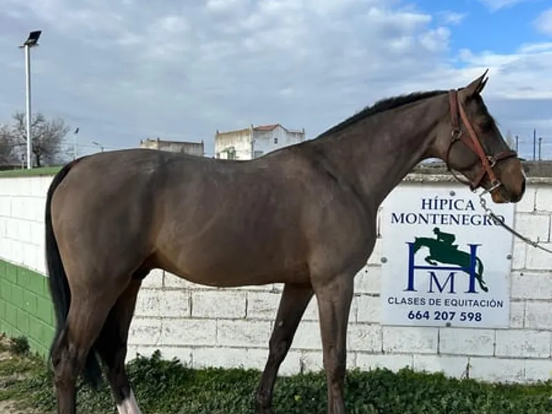Five-year-old unbroken horse with great potential.