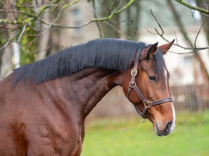 Minnesota ☆ (DINKEN x CARETINO)