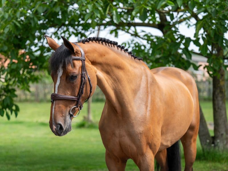 Thalassa KGL (HOOCH DK x CARSON ASK)