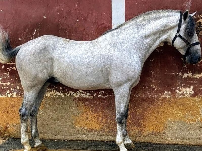 Ginzano