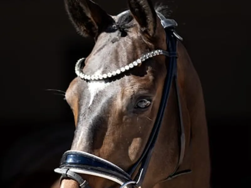 Top young horse with an honest temperament and three good gaits.
