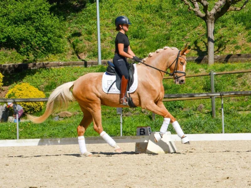CDE mare