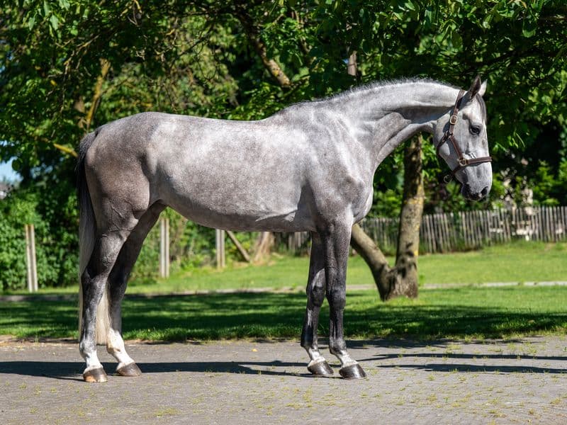 Rentina (NECTAR DES ROCHES x CIGARET JVH Z)