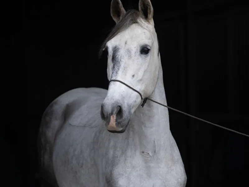 Witje