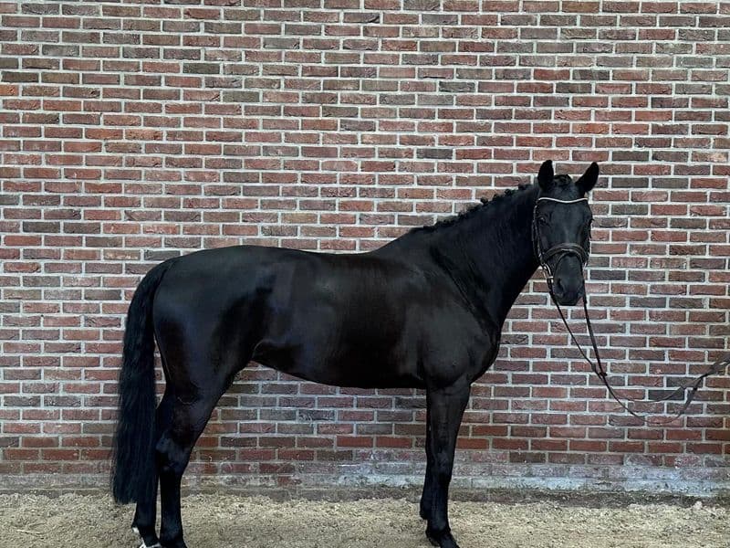 Odesta Zen Senti (FALAISE DE MUZE x NUMERO UNO)