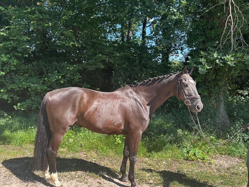 Corotino's Idz ☆ (COROTINO x HOFNAR)