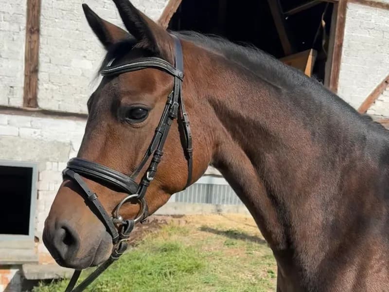 Rose ☆ (BON ROYAL x MANO)