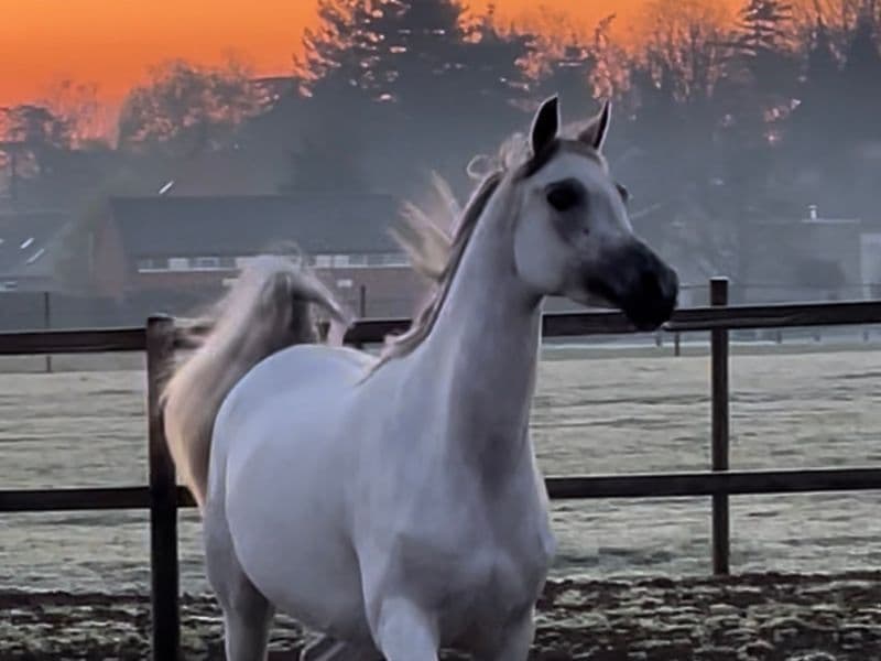 SQ Dina ☆☆ (KAHIL AL SHAQAB x AJ DINAR)