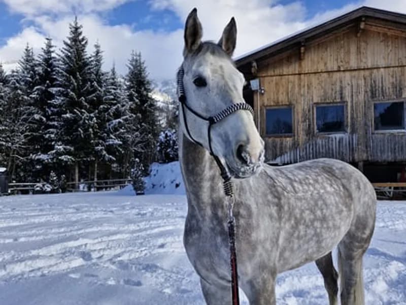 Energetic jumping mare