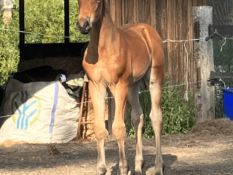 Cataleya van De Meer