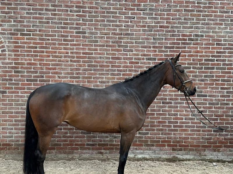 Cateleya van ‘t Zwijnenburg Z (COMILFO PLUS Z x GUIDAM)