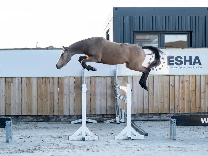 Enjoy My Presence (GULIKHOEVE'S PRINCE x TOUT BEAU DE LA CURE)