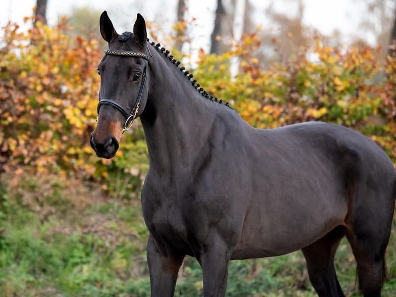 Elithya (EL BARONE 111 Z x HERMANTICO)