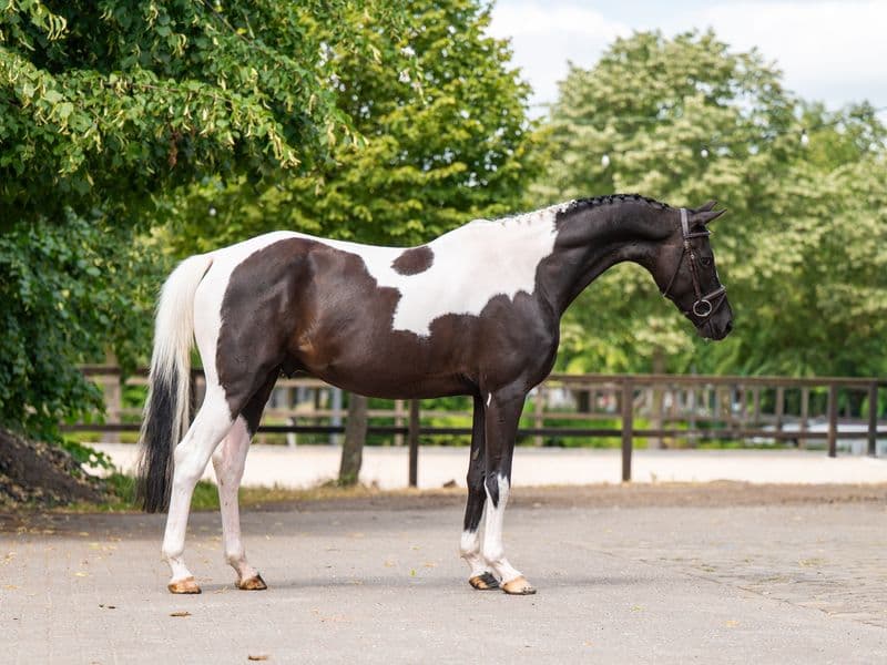 Eberhofer ☆ (DONAUBEND x ELVIS)