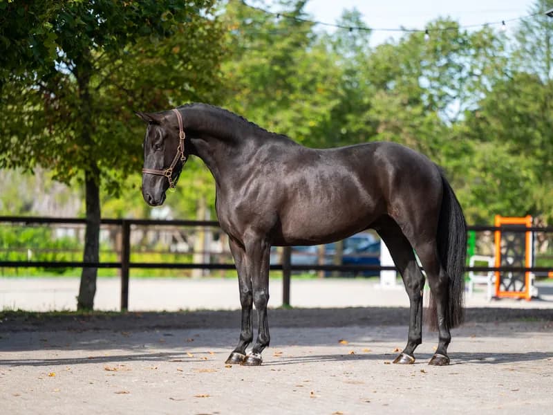 Inferno Z ☆ (I'M SPECIAL DE MUZE x POLIDIKTUS VD HELLE)