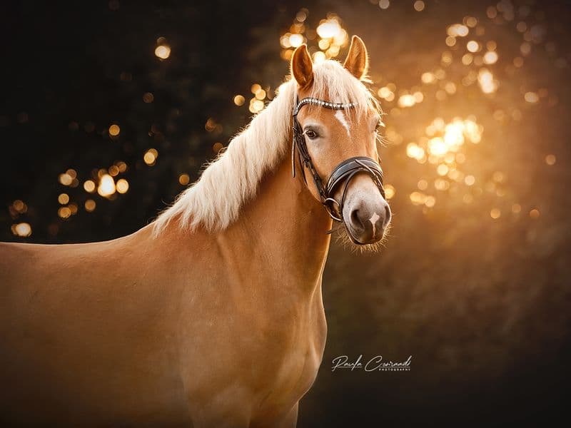 Storm van ‘t Friede