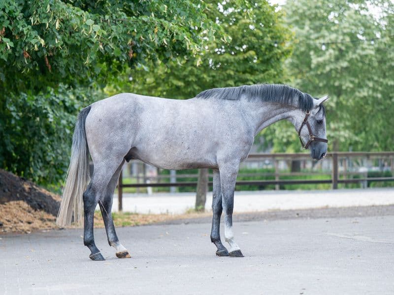Chinchello (CHINCHERO x LIVELLO)