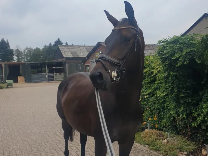 Randa ( Kjento x Dorado)