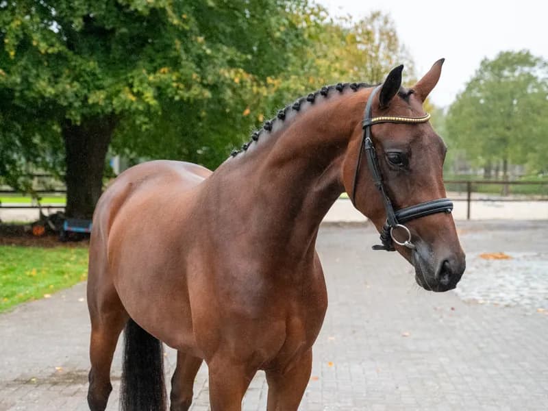 HRH Diana EN (LYOTARD x ULFT)