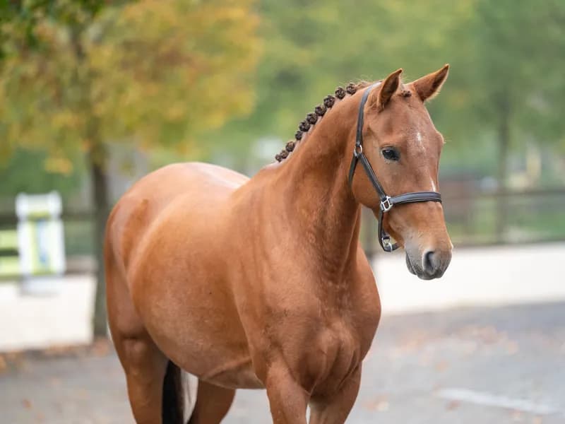 Chica ter Elzen (KONQUISTADOR VAN ORCHID'S x KANTJE'S FAHRAN)