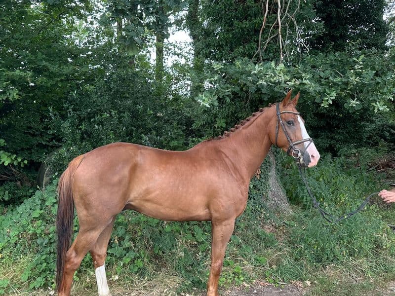 Big De Galoubet K Z (BIG STARS BOY KB Z x JAZZ DE COQUERIE)