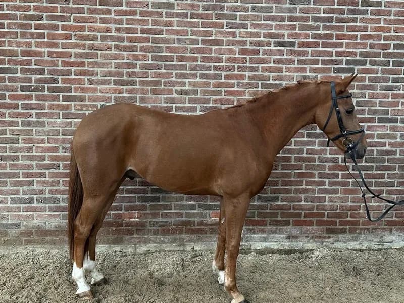 Tarzan (KASANOVA VAN KLAVERBORCH x VIGARO)