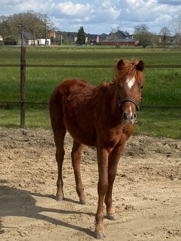 Guus L vh Wilgorenhof (CASPER VAN DE GROENHEUVEL x ORCHID'S TONII)
